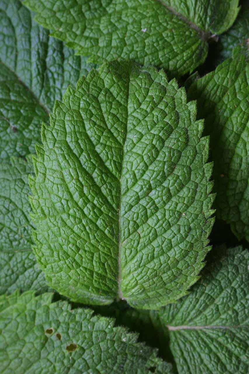 peppermint piparminttu pyykkietikka