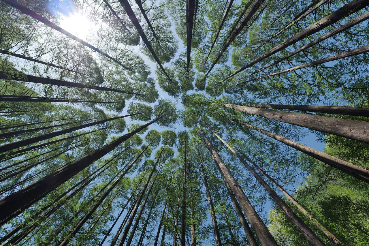 sees metsämikrobi forest microbes